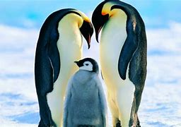 Image result for Black Emperor Penguin