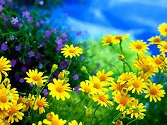 Image result for High Resolution Yellow Flowers