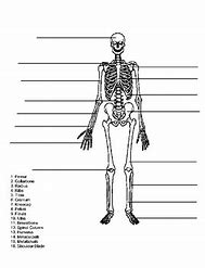 Image result for Skeleton Label 206 Bones Worksheet Blank