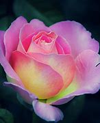 Image result for Pink and Yellow Roses