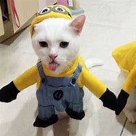 Image result for Cat with Minion Goggles