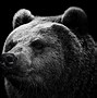 Image result for Bear Wallpaper for PC