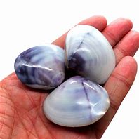 Image result for Polished Clam Shell