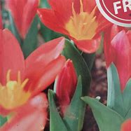 Image result for Tulipa Scarlet Baby