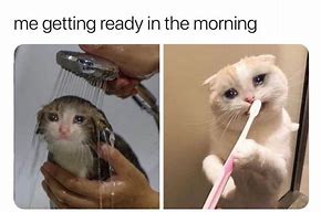 Image result for Meme Working Crying Cat