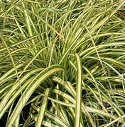 Image result for Carex oshimensis Evergold