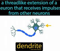 Image result for Dendrites Definition