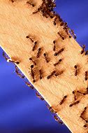 Image result for Brown Carpenter Ants