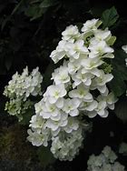 Image result for Hydrangea quercifolia Snowflake