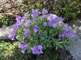 Image result for Primula marginata Kesselrings Variety