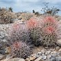 Image result for Barrel Cactus Facts