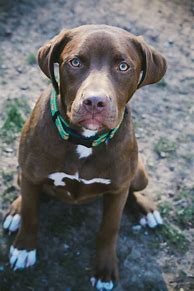 Image result for Pit Bull and Lab Mix