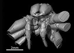 Image result for Largest Spider Fossil Ever Found