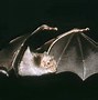 Image result for Vampire Bat Creature