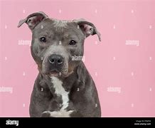 Image result for Cute Pit Bulls