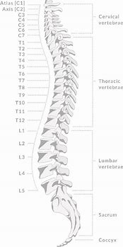 Image result for Spinal Cord Vertebrae Diagram