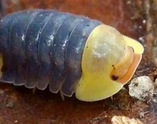 Image result for Isopod Pill Bug