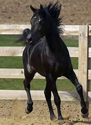 Image result for Arabian Horse Racing