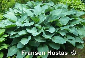 Image result for Hosta Snowden