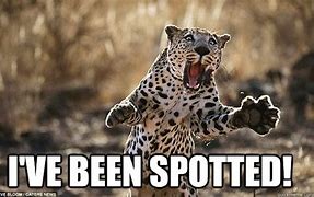 Image result for Funny Leopard Memes