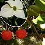 Image result for Cornus kousa White Giant