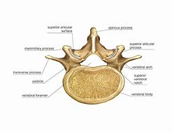 Image result for Vertebra Lombar