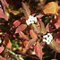Image result for Oso Easy Roses and Red Twig Dogwood Shrub