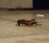 Image result for Crickets Singing GIF