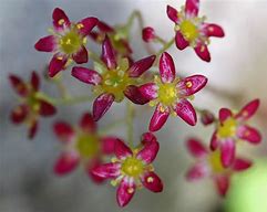 Image result for Saxifraga Link Foster