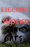 Image result for Electric Shocked Cat