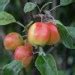 Image result for Malus John Downie Crab Apple Trees