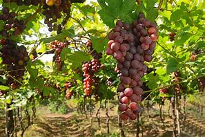 Image result for Table Grapes
