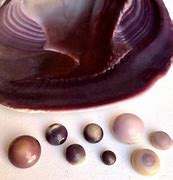 Image result for Quahog Clam Shells
