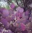 Image result for Purple Cactus