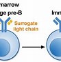 Image result for Memory B Cells Phenotype