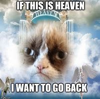 Image result for Grumpy Cat Heaven Meme