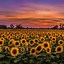 Image result for Sunflower Backgrounds Screen Lock