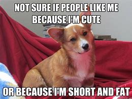 Image result for Funny Corgi Puppies Meme