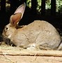Image result for Flemish Giant Rabbit Pet