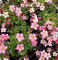 Image result for Saxifraga Your Smile