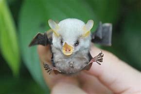 Image result for Yellow and White Bat