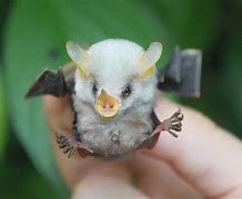 Image result for White Leaf Bat