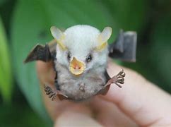 Image result for Honduran Bat Baby