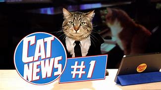Image result for Funny Cat Breaking News