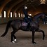 Image result for Dressage Saddle Pad Grenadine Equestrain Stockholm