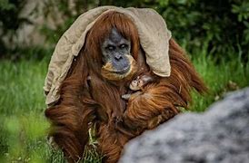 Image result for Endangered orangutan born