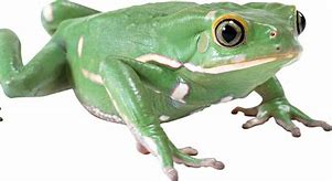Image result for Hopkins Green Frog Meme