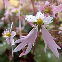 Image result for Saxifraga cortusifolia Sybyll Trelawney