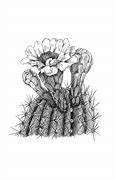 Image result for Cactus Plant Black and White