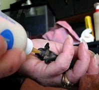 Image result for babies bats feed